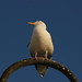 Bird at Municipal Wharf, Santa Cruz