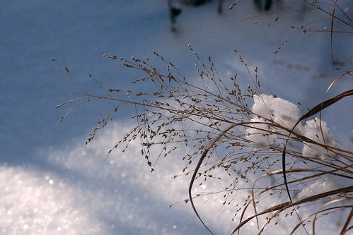 Grass & Snow