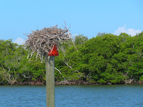 IMG_5682-Estero-Bay-osprey-nest