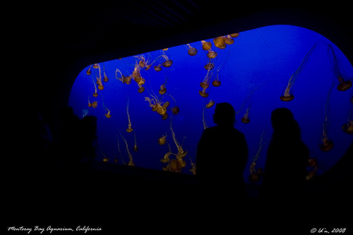 Jelly Fishes at display