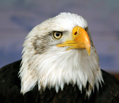 American Bald Eagle..