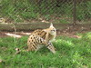Serval scratching