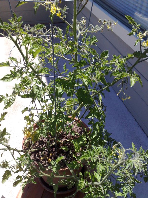 Wild Tomato Plant