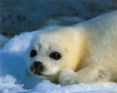 Snow-Seal-Print-C10054502.jpeg