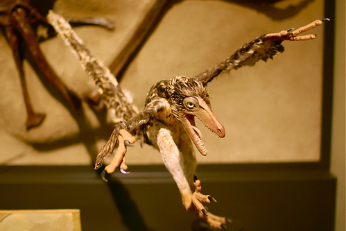 Sinornithosaurus (model)