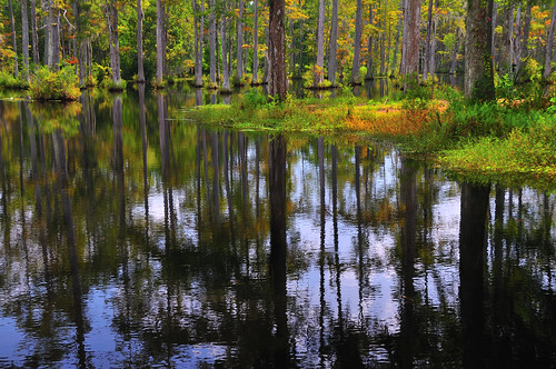Cypress Reflections 3