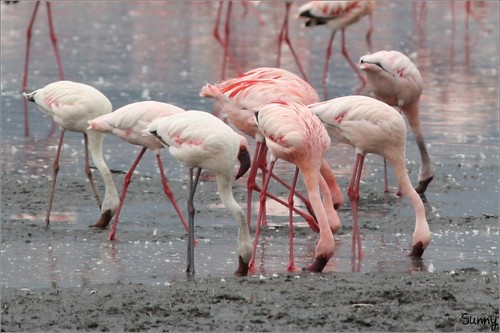 你拍攝的 14 Lake Nakuru - Flamingo。