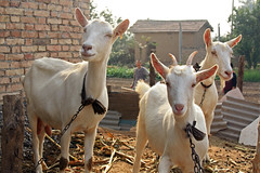 Saanen goats in China