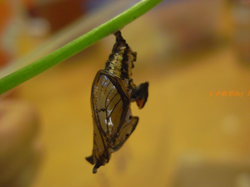 你拍攝的 蝶蛹。