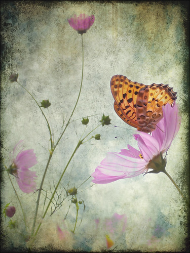 cosmos & butterfly (textured)