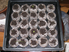 sowing seeds indoors