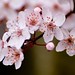 Cherry Blossom Arc by Noël Zia Lee