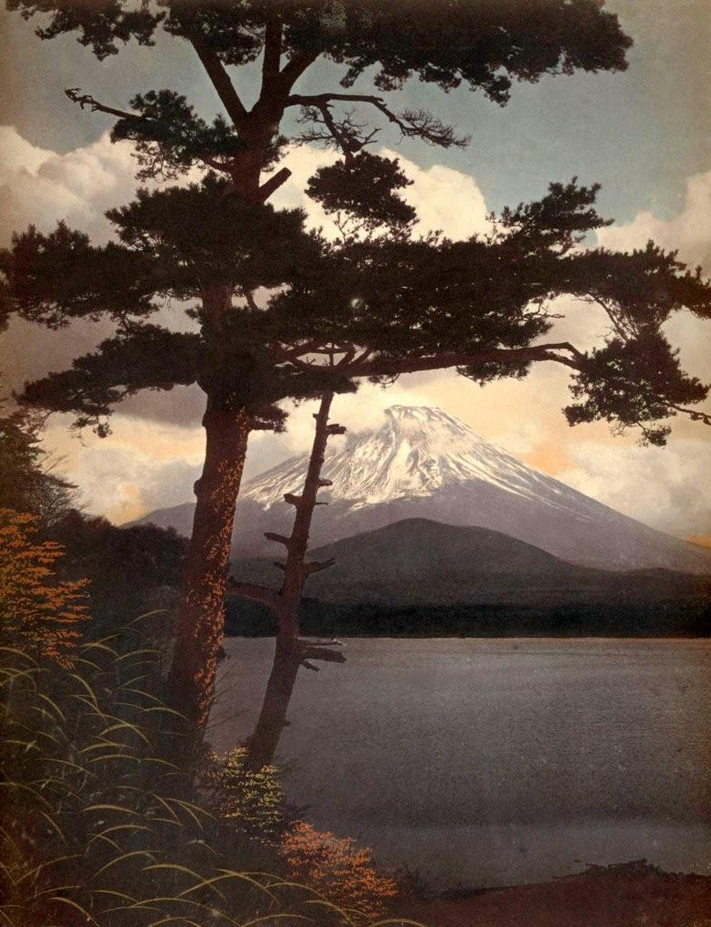 MT.FUJI THROUGH THE PINES IN THE BRISK MORNING LIGHT