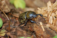 Herceules Beetle (2)