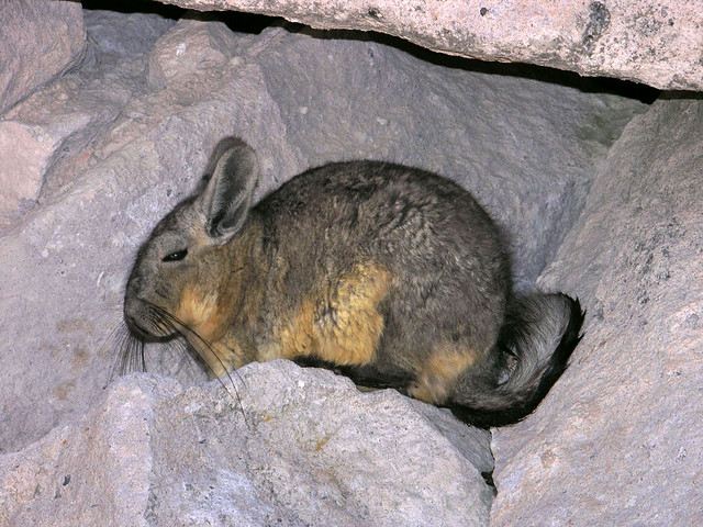 Mountain viscacha (Lagidium viscacia) hiding in a cave, Lauca National Park, Chile