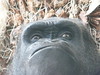 Bonobo Face