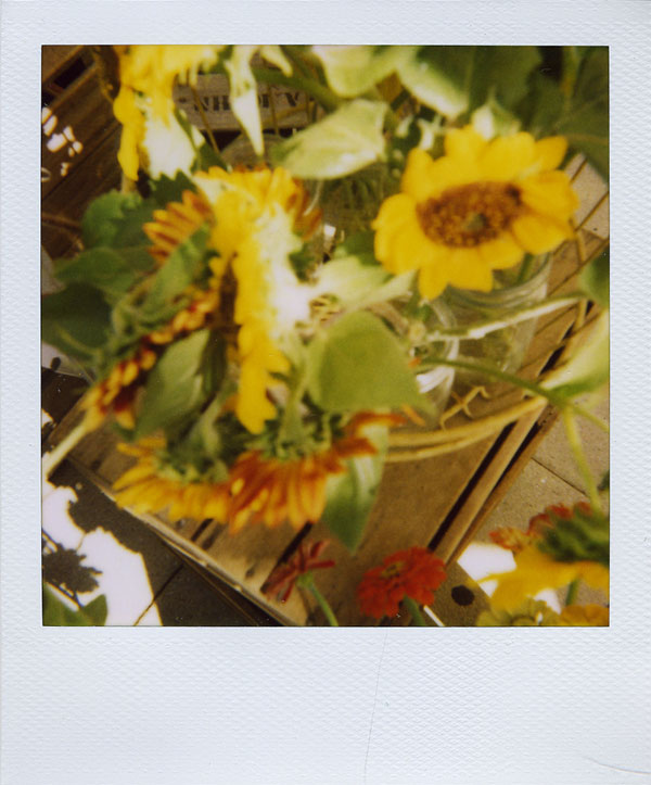 july19: sunflowers