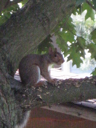 SUMMER 2008, Squirrel