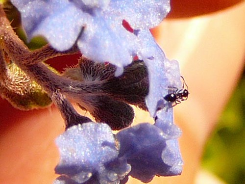 ant on forget me nots
