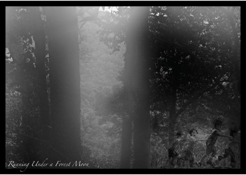 Noah Jackson Forest Moonlight