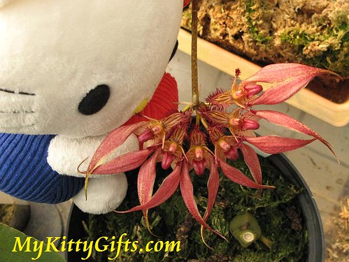 Hello Kitty's View of Red Fan-shaped Orchid in Hong Kong Orchid Trip