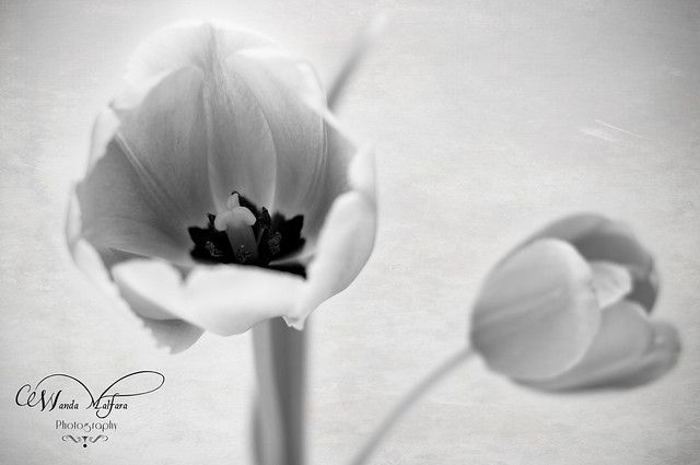 flowers tulips 066 blog