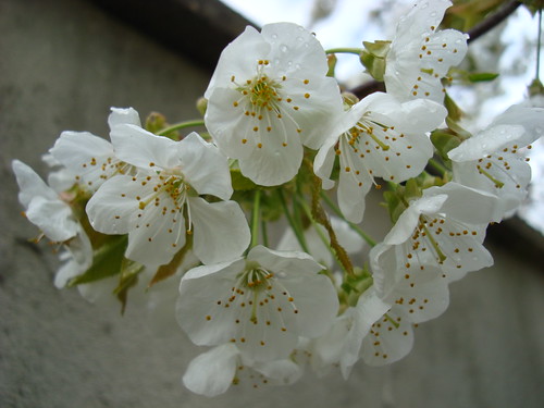 Cerisier en fleur (4)