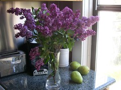 Lilacs--4-9-08 004