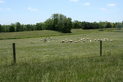 Rotational grazing