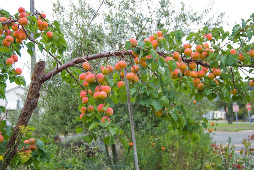 Loaded Apricot Branches