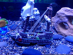 nick's pick for the new aquarium - a sunken pirate ship - DSC01468
