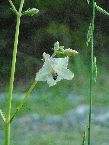 Flowerllike Seedpod