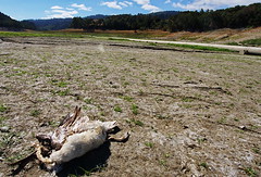 Death in the Badlands II - The decision to drain most of the reservoir for new infrastructure and repair work on the pipeline seems to have had a dire effect on the wild life that has grown dependent on the eco-system provided here.