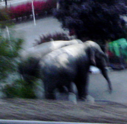 elephants 2clear