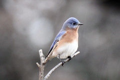 Eastern Bluebird by Birdfreak.com