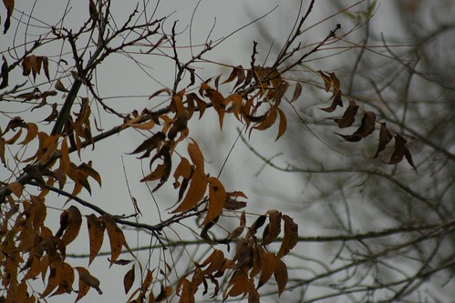 winter trees_001