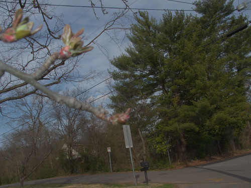 Crabapple and White Pines, with Utility Wires