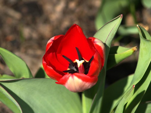 Tulip at Biltmore