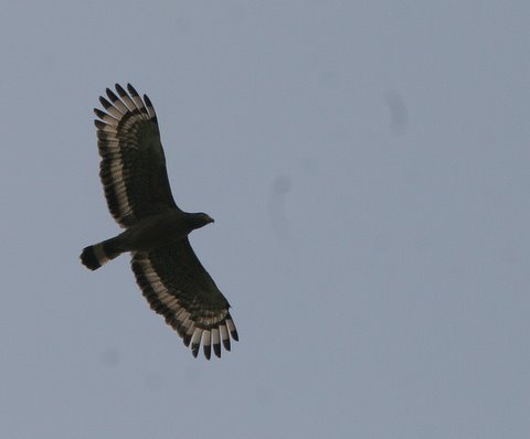 crested serpent eagle in flight 050408