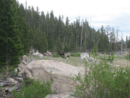 2008-06-28_19_moose