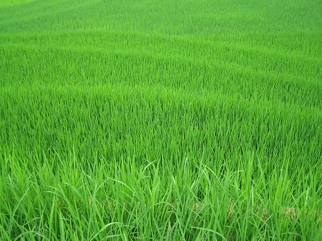 Very green rice padi field, sapa