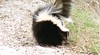 28 lil skunk