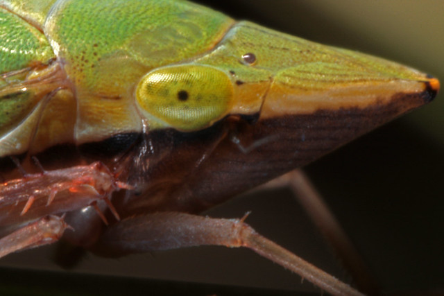 Sharpshooter Leafhopper (Draeculacephala zeae)