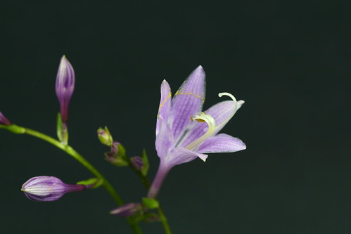 Hosta Flower, Unedited