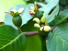 fecunded flowers Goiabeira. GOIABA - Guava. (P...