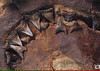 Isurus hastalis teeth