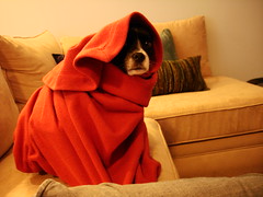 little red riding dog