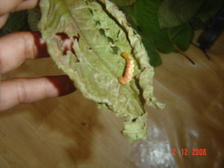 Kratom  bugs on kratom leaf picture photo bild