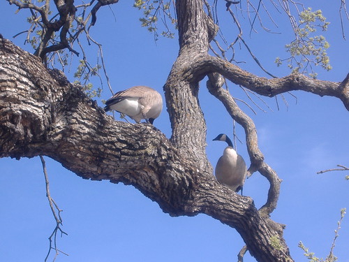 Geese in Oak Tree