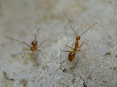 Yellow crazy ant